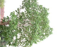 Strychnos nux-vomica